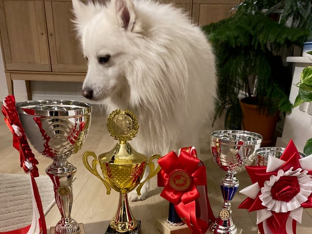 Danish Spitz