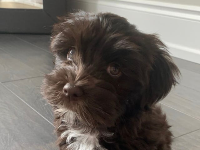 Bichon havanais