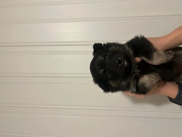 Finnish Lapphund · Tynset · Josefine Rotvik Vold