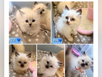 Sibirisk kat · Örnsköldsvik · Anna_telins_katteri