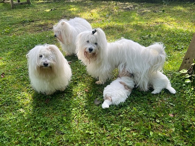 Coton de Tuléar