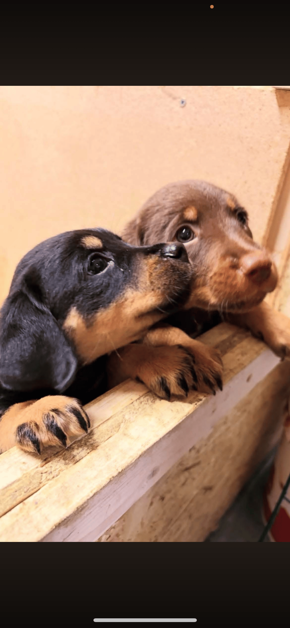 Temperament & Personlighet