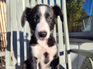 Border collie · Limhamn · Ruckeltofta Gård