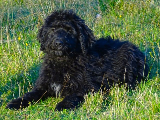 Bernerdoodle · Överkalix · Snabelsnutens Hus