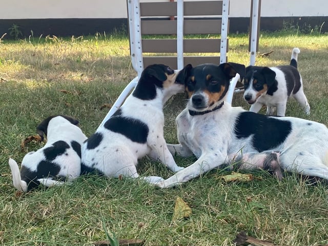 Dansk-svensk gårdhund