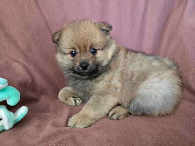 Puppy: Dålakungens Carl VII Gustav