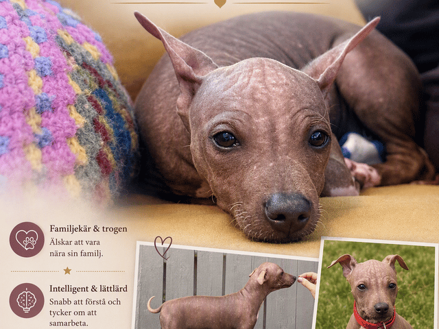 American Hairless Terrier