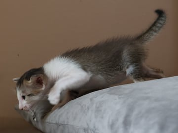 Oriental Adore Cattery