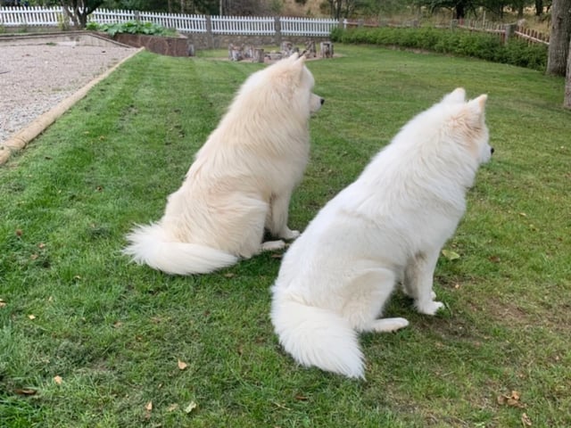 Samojedhund