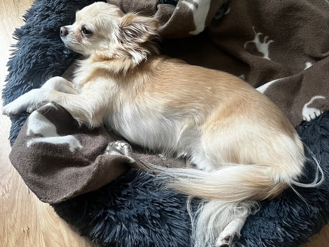 Chihuahua