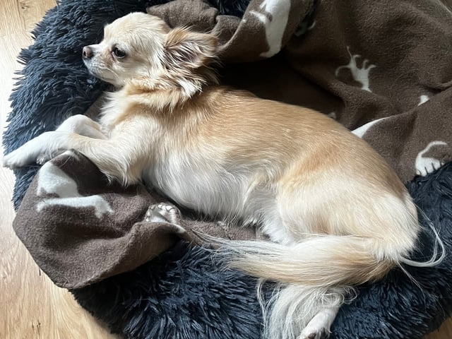Chihuahua
