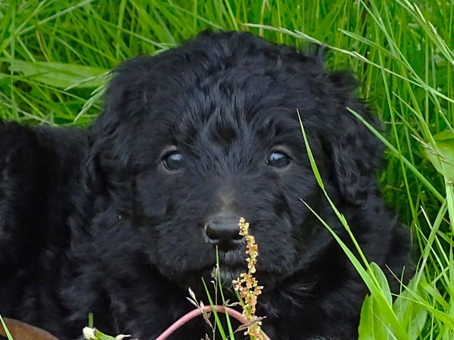Bernerdoodle · Överkalix · Snabelsnutens Hus