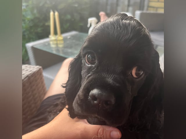 Amerikansk cocker spaniel