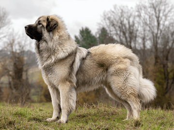 Sarplaninac