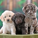 Labradoodle mini mellan ( Labrador / Pudel)