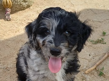 Aussiedoodle · Fredericia · Overgaards hvalpe