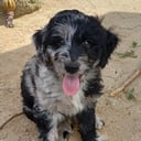 Aussiedoodle