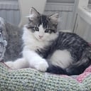 Maine Coon