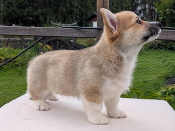Welsh corgi pembroke · Braskereidfoss · Striolin