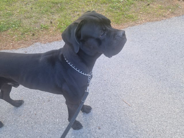 Cane corso