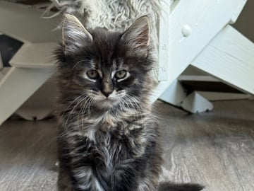Blandras långhåriga main Coon Norskskogskatt  korthåriga bondkatt Norskskogskatt · Solna · Victoria A.
