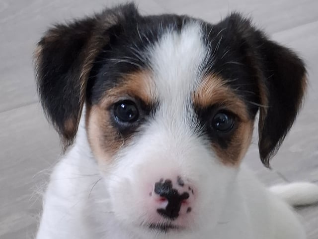 Jack Russell terrier