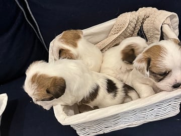 Jack russell terrier · Linghem · Birgitta H.