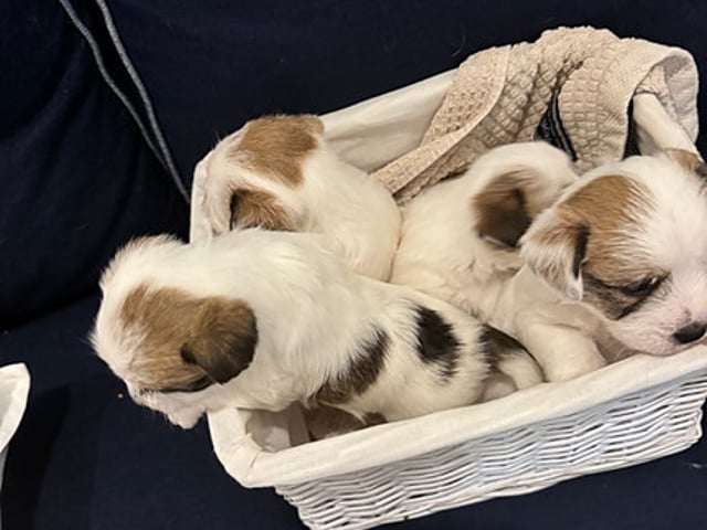 Jack Russel valpar på Kennel Pain-Riche’s