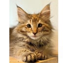 Norsk skogkatt