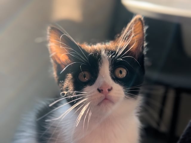 kitten: Fatima