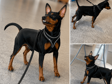 Dvärgpinscher