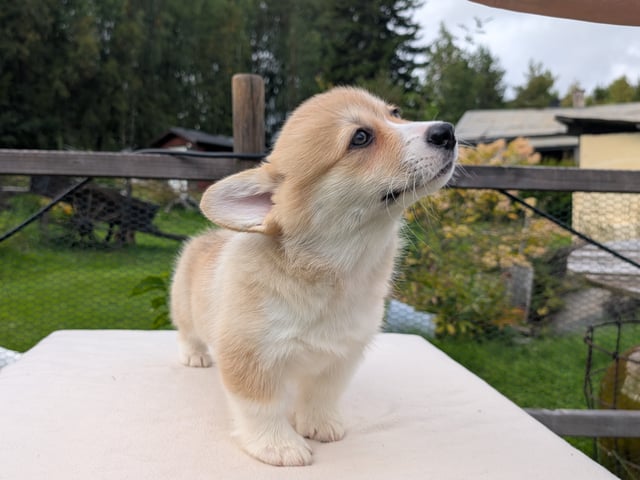 Welsh corgi pembroke