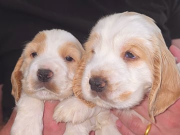 Cocker spaniel · Södertälje · Savanah B.