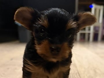 Yorkshire terrier · Skjetten · Cathrine S.