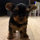 Yorkshireterrier