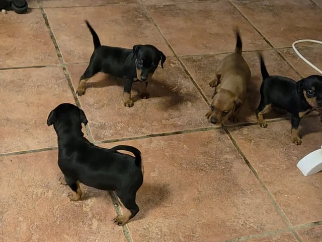 Dværgpinscher