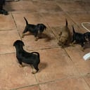 Dvergpinscher