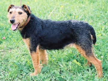 Tysk jaktterrier
