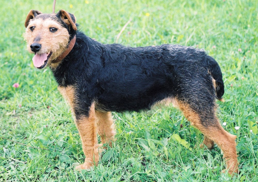 Tysk jagtterrier