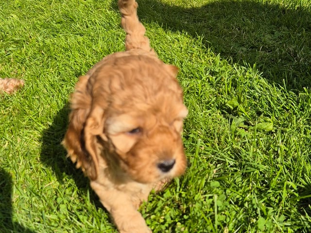 Cockerpoo