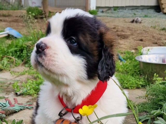 Saint Bernard