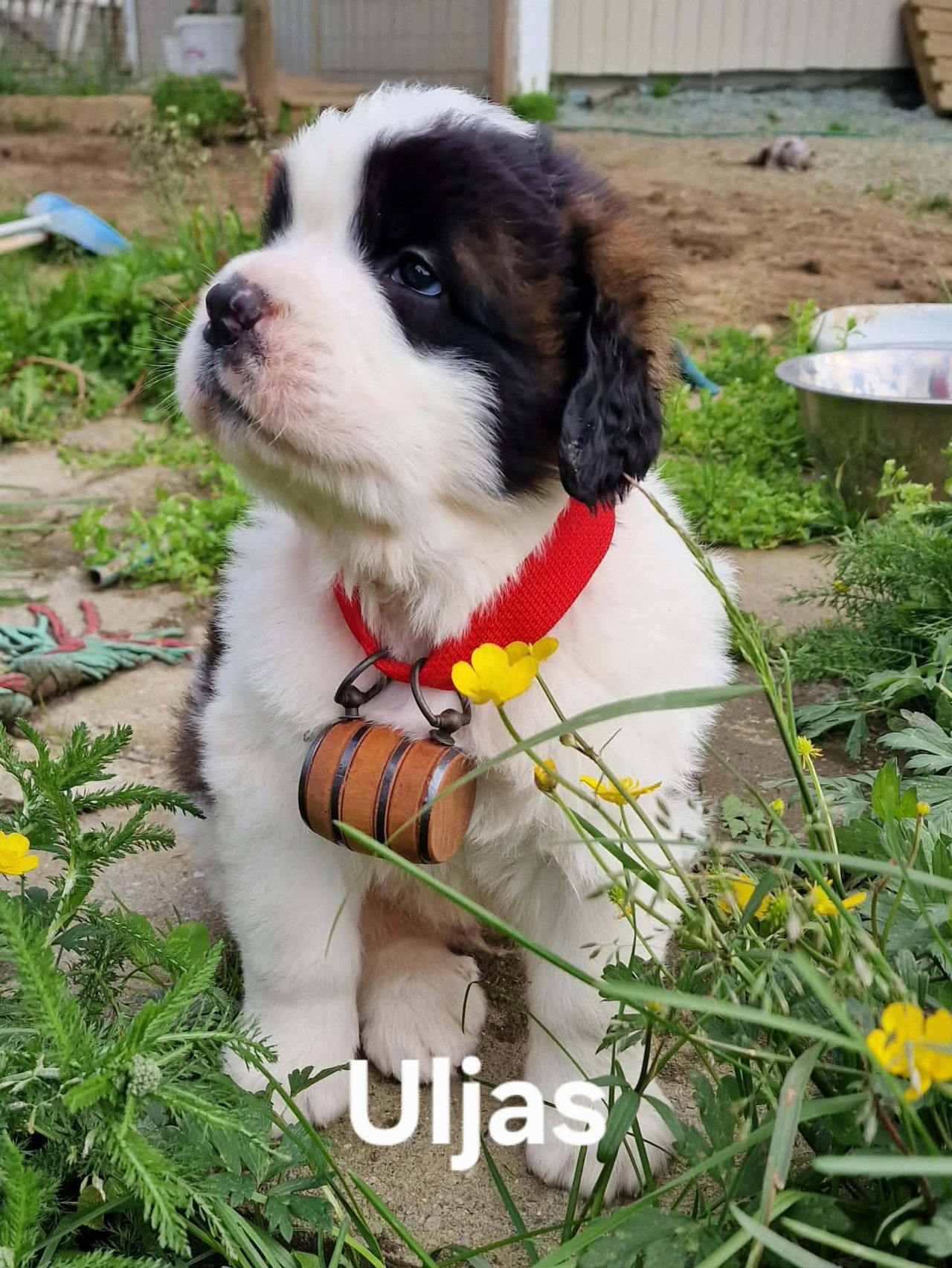 Utseende og pels