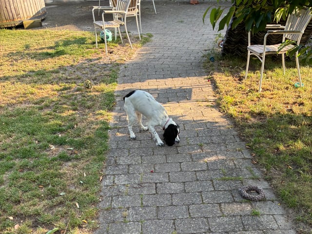 Cocker spaniel · Silkeborg · Casper B.
