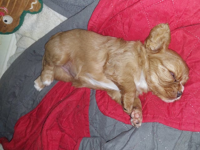 Cavalier king charles spaniel