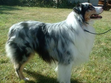 Australian shepherd
