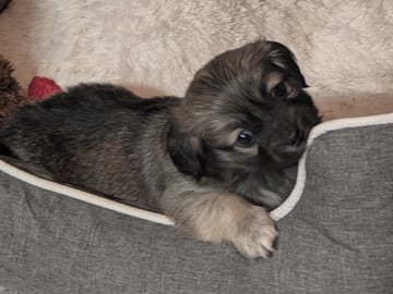 Ispärlans kennel