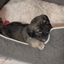Havanese