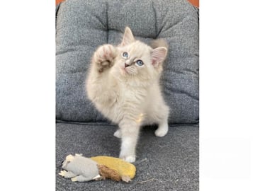 SE*Lovella’s