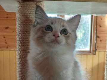 Ragdoll (utan stamtavla) · Vadstena · Skåningstorp