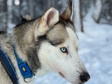 Siberian husky · Gunnarsbyn · Festina Lente